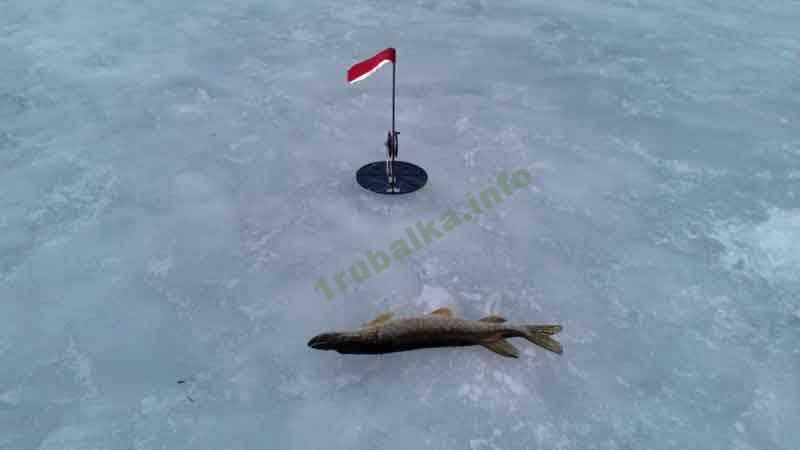 оснастка жерлицы на щуку