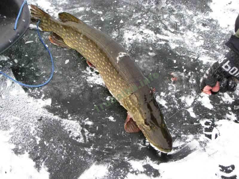 оснастка жерлицы на щуку