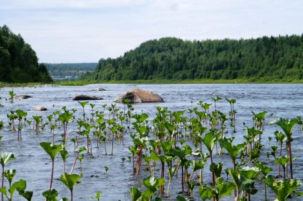 Рыболовный тур на реках Варзуга и Кица