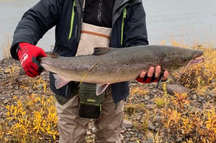 Рыболовный тур на реках Варзуга и Кица