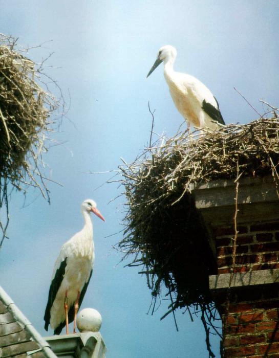 приметы русского народа