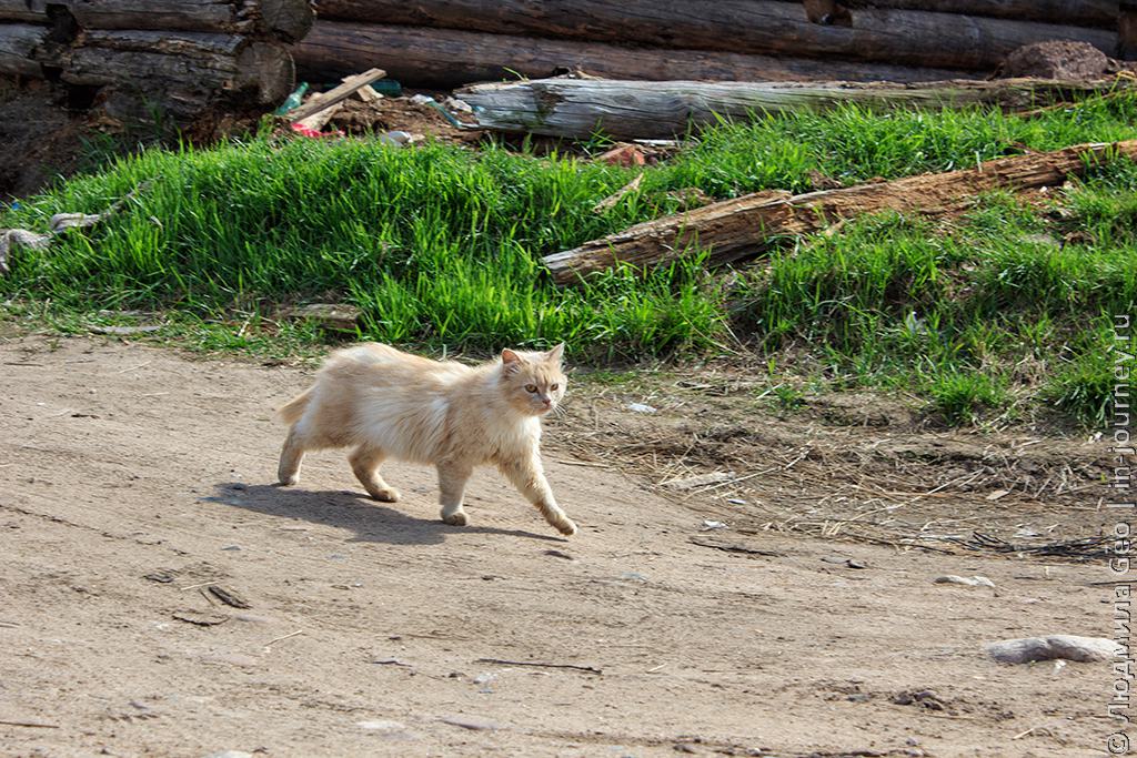 пушистый кот в селе Варзуга идет по улице