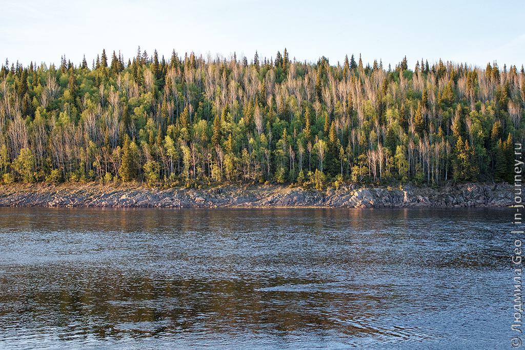 северный пейзаж: деревья и река