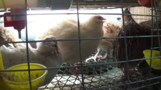 перепела спариваются(, 2016-09-12T19:42:51.000Z)