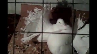 Спаривание голубей(, 2016-02-18T06:04:29.000Z)