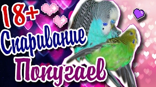 18+ СПАРИВАЮТСЯ ВОЛНИСТЫЕ ПОПУГАИ РАЗМНОЖЕНИЕ ВОЛНИСТЫХ ПОПУГАЕВ ПТЕНЦЫ(ВОЛНИСТЫЕ ПОПУГАИ СПАРИВАЮТСЯ РАЗМНОЖЕНИЕ ВОЛНИСТЫХ ПОПУГАЕВ ПТЕНЦЫ ВОЛНИСТЫХ ПОПУГАЕВ ДОНАТ http://www.donatio. 2017-02-10T13:30:00.000Z)