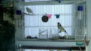 Щегол кроет канарейку. Попытки спаривания.(28.01.2016 Щегол черноголовый сибирский подвид кроет канарейку белого окраса. Трижды на видео попытка спариван. 2016-01-28T20:57:25.000Z)
