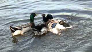 Утки спариваются(Группен секас прям!, 2011-10-02T15:56:43.000Z)