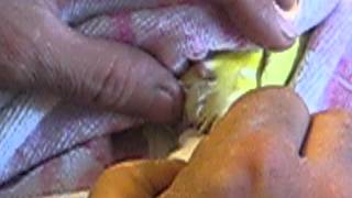 помощь попугаю в сносе яйца(попугай не мог снести яйцо и была бессильна но после того как я ей помог она ожила и сразу стала есть., 2013-02-06T07:50:59.000Z)