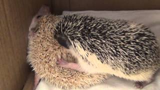 Спаривание африканских ежей(, 2013-05-31T01:24:29.000Z)