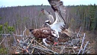 Скопы в Эстонии 2016 01 Спаривание только после завтрака Ospreys copulate after breakfast only :)(ЖИВОТНЫЕ ПТИЦЫ ЗАПОВЕДНИК и ДИКАЯ ПРИРОДА WILDLIFE RECORDED LIVE Запись из прямого эфира трансляции потокового видео. 2016-04-19T13:49:06.000Z)
