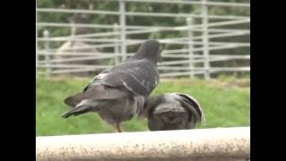 СПАРИВАНИЕ ГОЛУБЕЙ(, 2016-08-17T16:07:54.000Z)