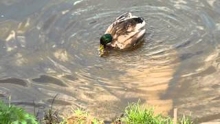 Кряквы спариваются(, 2013-05-11T19:02:36.000Z)