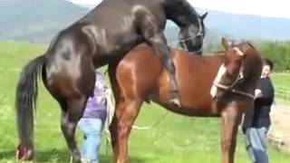 Как спариваются животные(Для разведения элитных лошадей приходится подбирать пары жеребец-кобыла. И тут важно. чтобы нормально. 2014-05-26T00:56:17.000Z)