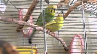 Спаривание волнистых попугайчиков(, 2011-07-14T10:20:04.000Z)