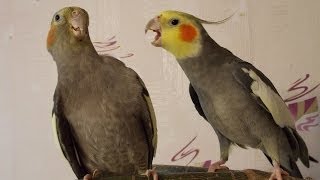 неправильное спаривание корелл(Самец криво залезает на самку, если у кого-то была подобная проблема, пожалуйста, напишите в комментариях. 2013-10-27T12:21:28.000Z)