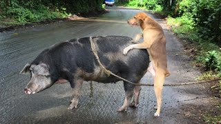 СТРАННЫЕ СПАРИВАНИЯ ЖИВОТНЫХ и не только. (В этом видео я расскажу вам о 10 видах животных со СТРАННЫМ СЕКСУАЛЬНЫМ ПОВЕДЕНИЕМ. Мой друг поднял 74 млн. 2016-05-23T11:36:51.000Z)