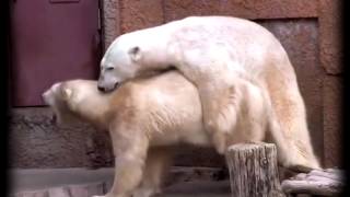 КАК СПАРИВАЮТСЯ БЕЛЫЕ МЕДВЕДИ РАЗМНОЖЕНИЕ ПОЛЯРНЫХ МЕДВЕДИЙ. (Сборник неудач 2014 последняя неделя КАК СПАРИВАЮТСЯ БЕЛЫЕ МЕДВЕДИ РАЗМНОЖЕНИЕ ПОЛЯРНЫХ МЕДВЕДИЙ. Нарезка. 2015-01-04T23:22:56.000Z)