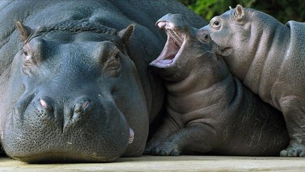 Спаривание животных - самые необычные - гиппопотам