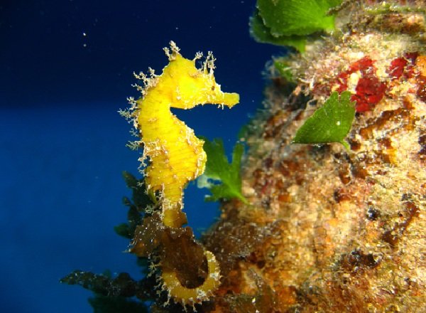 Спаривание животных - самые необычные - морской конек