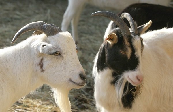 Спаривание животных - самые необычные - козы