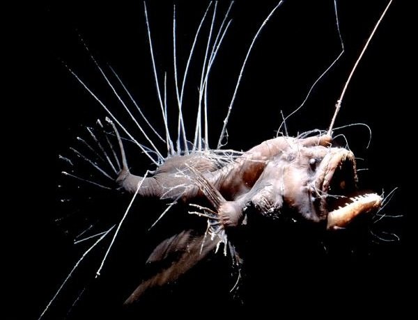 Спаривание животных - самые необычные - рыба удильщик