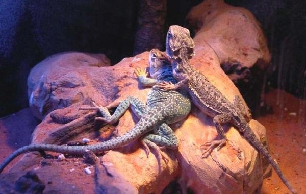 Спаривание животных - самые необычные - ящерицы