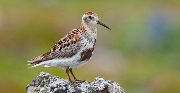 Спаривание животных - самые необычные - маленькие бекасы