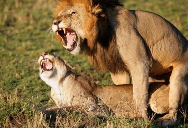 Спаривание животных - самые необычные - львы