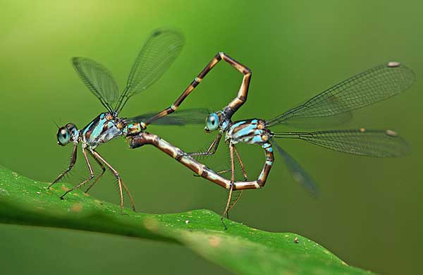 Спаривание стрекоз