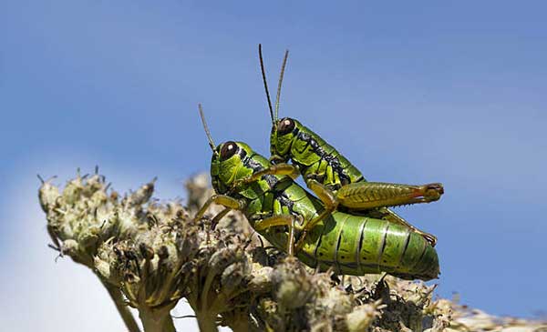 Спаривание саранчи