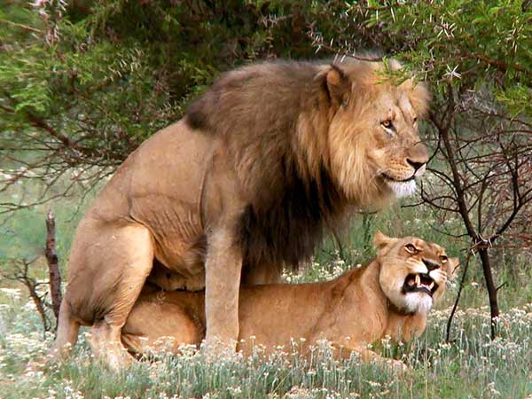 Спаривание животных в природе