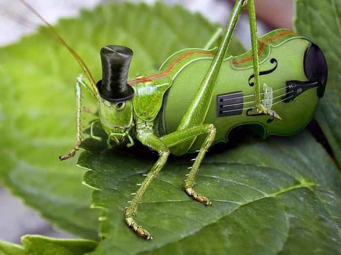 какие народные приметы предсказывают погоду