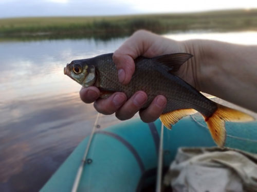 густера клев