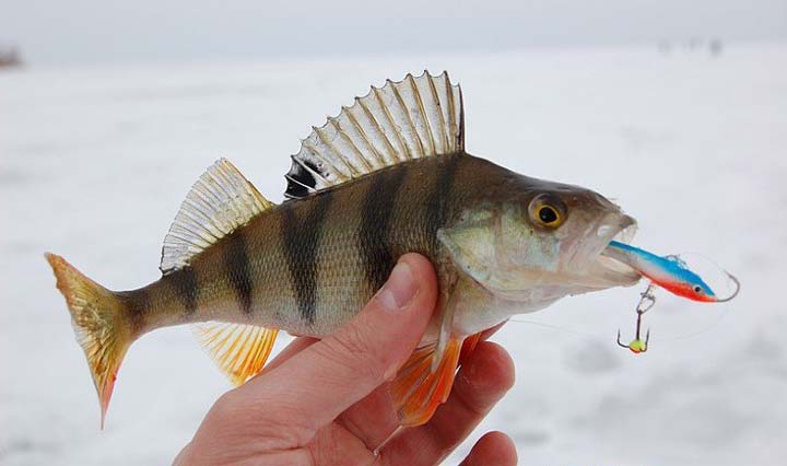 Влияние погоды на клев окуня