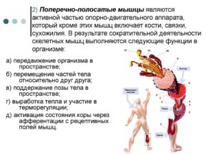 поперечно-полосатые мышцы