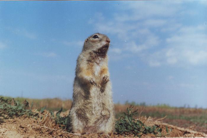 животные зоны степей