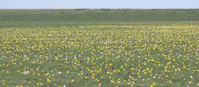 раннецветущие растения степи