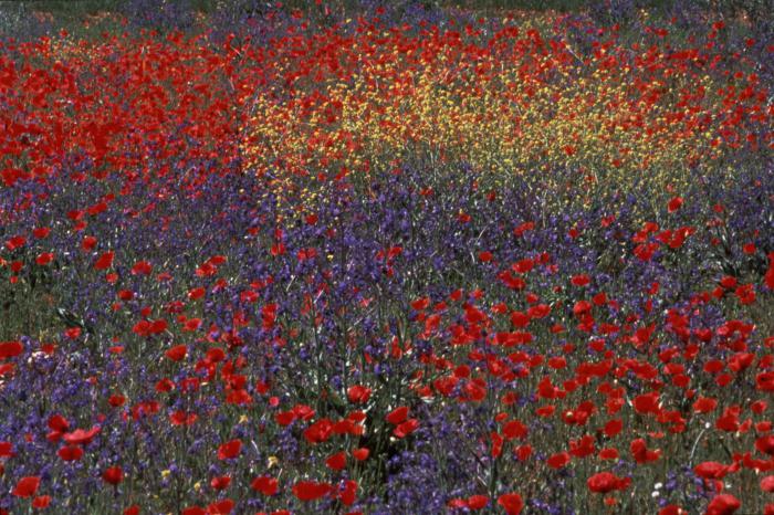 особенности растений степи