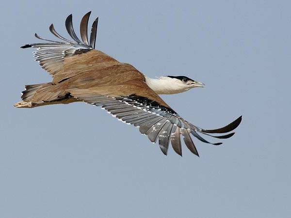 растения и животные степи