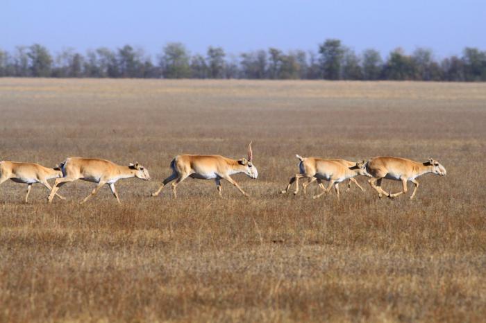 животные и растения степи