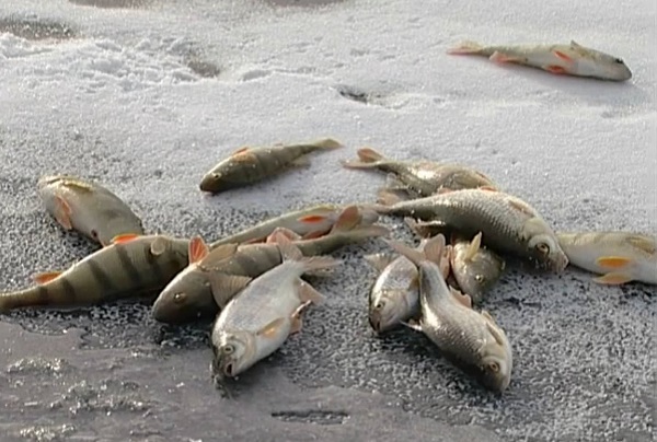 Рыбалка в декабре