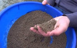 Ловля фидером осенью прикормка