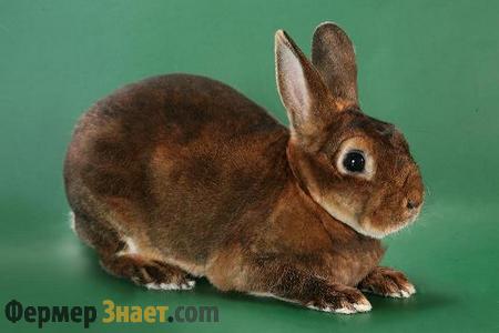 Карликовый рекс