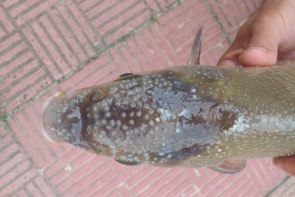 бородавки на леще