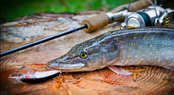 Ловля щуки весной на спиннинг