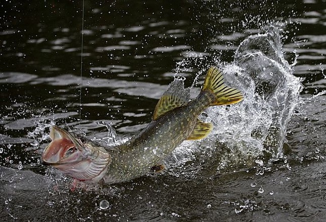 Ловля щуки весной на реке