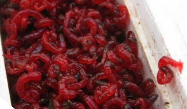 на мотыль весной