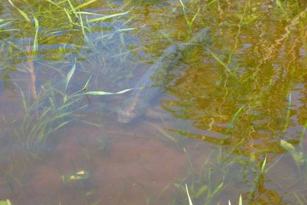 место нереста