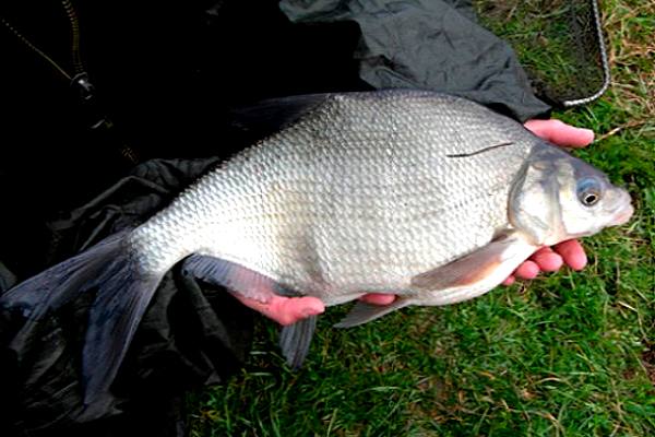 лещ с икрой